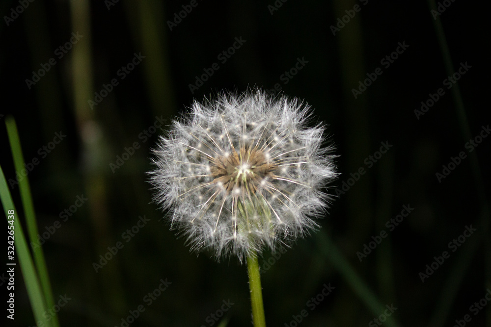 Fototapeta premium Dandelion Flower