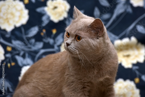 gray british cat on a blue photo