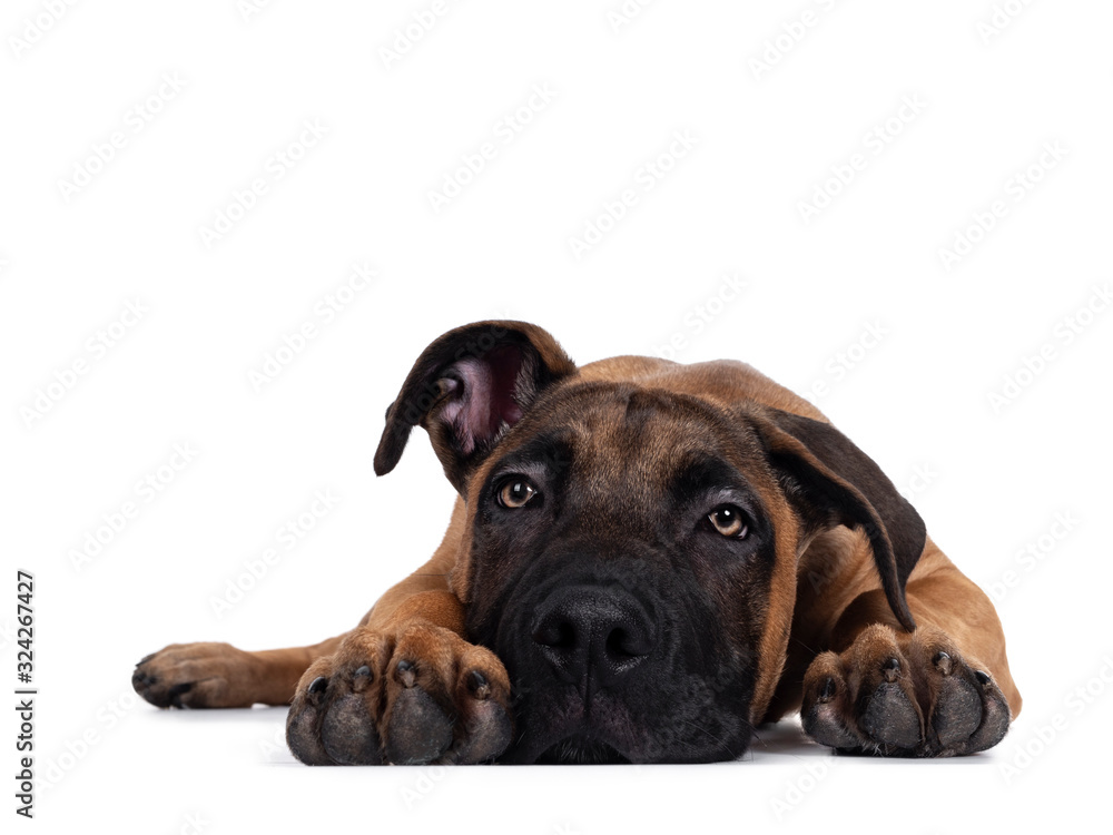 Young Boerboel / Malinois dog laying down, Head flat on surface. Isolated on white background