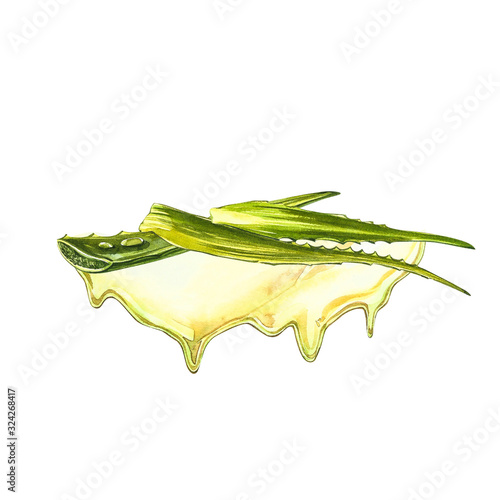 Aloe vera. Watercolor succulent aloe. Green plant, watercolor hand drawn illustration. Botanical painting on isolated white background. Drawings of the sliced leaves, juice in the bottle and branch of