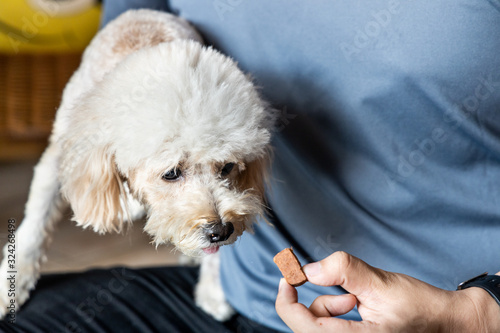 Series of person feeding pet dog with preventive heartworms chewable