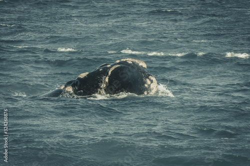 Ballena franca austral en el mar de la patagonia