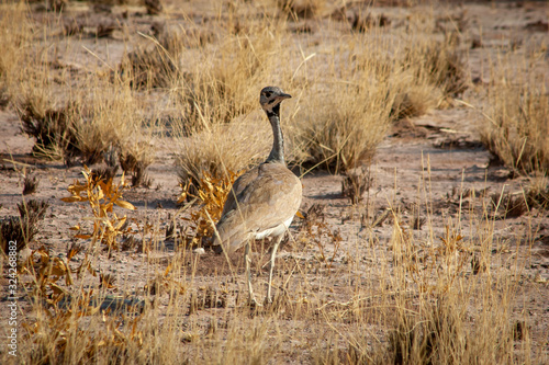 Ruppell's Korhaan, Eupodotis rueppellii, also known as Ruppell's Bustard, in the dry savanna desert climate of Etosha National Park, Namibia photo
