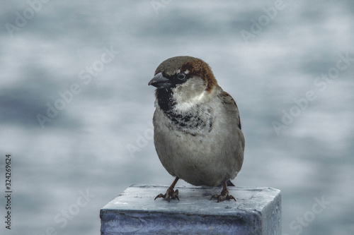 Little sparrow standing in the wind © ArielMartin