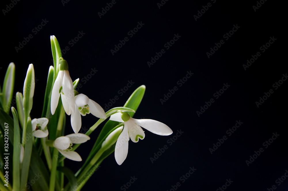 Obraz premium snowdrops on a black background
