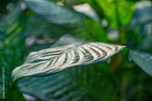 the detail of tropic plant in a greenhouse