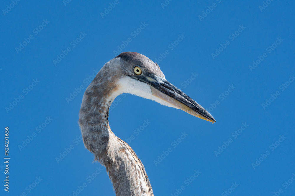 Great Blue Heron