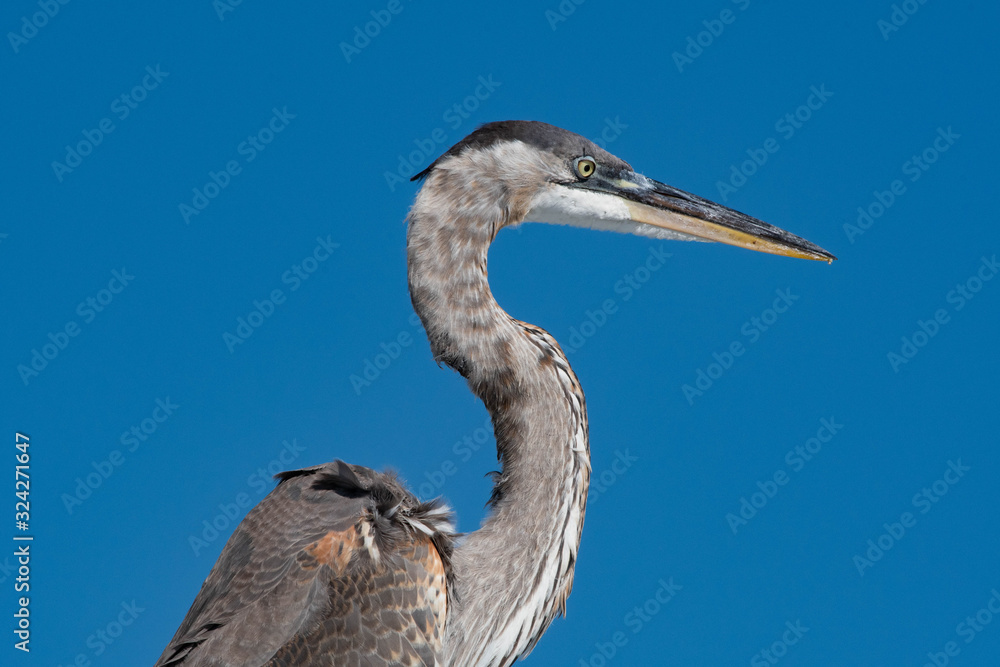 Obraz premium Great Blue Heron