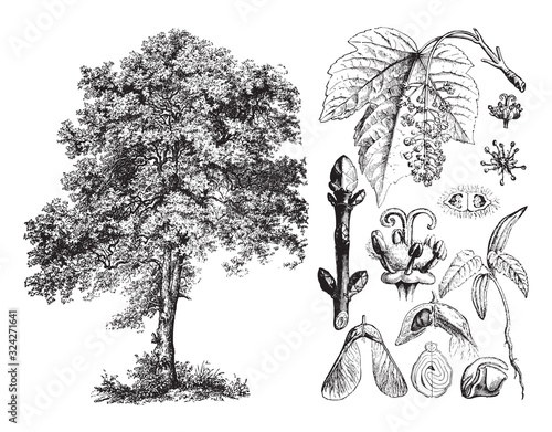 Sycamore maple (Acer pseudoplatanus) / vintage illustration from Brockhaus Konversations-Lexikon 1908