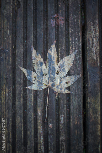 Fallen leaf laying on rustic wooden decking.  Autumn / fall concept.