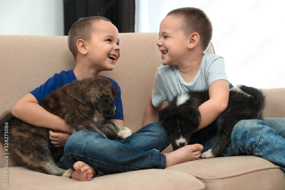 Little boys with Akita inu puppies on sofa at home. Friendly dogs Little boys with Akita inu puppies on sofa at home. Friendly dogs