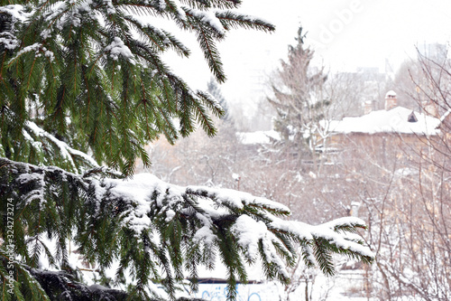 snow covered pine trees © Igor