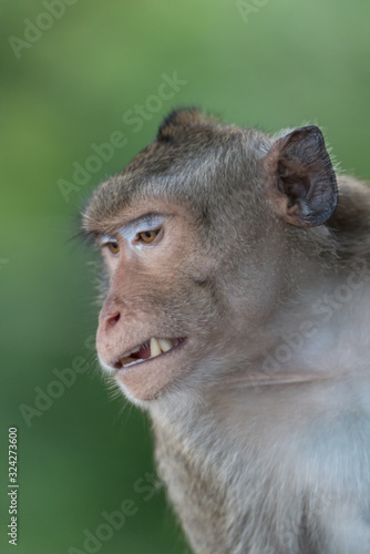 Asian monkey in the forest. © May_Chanikran