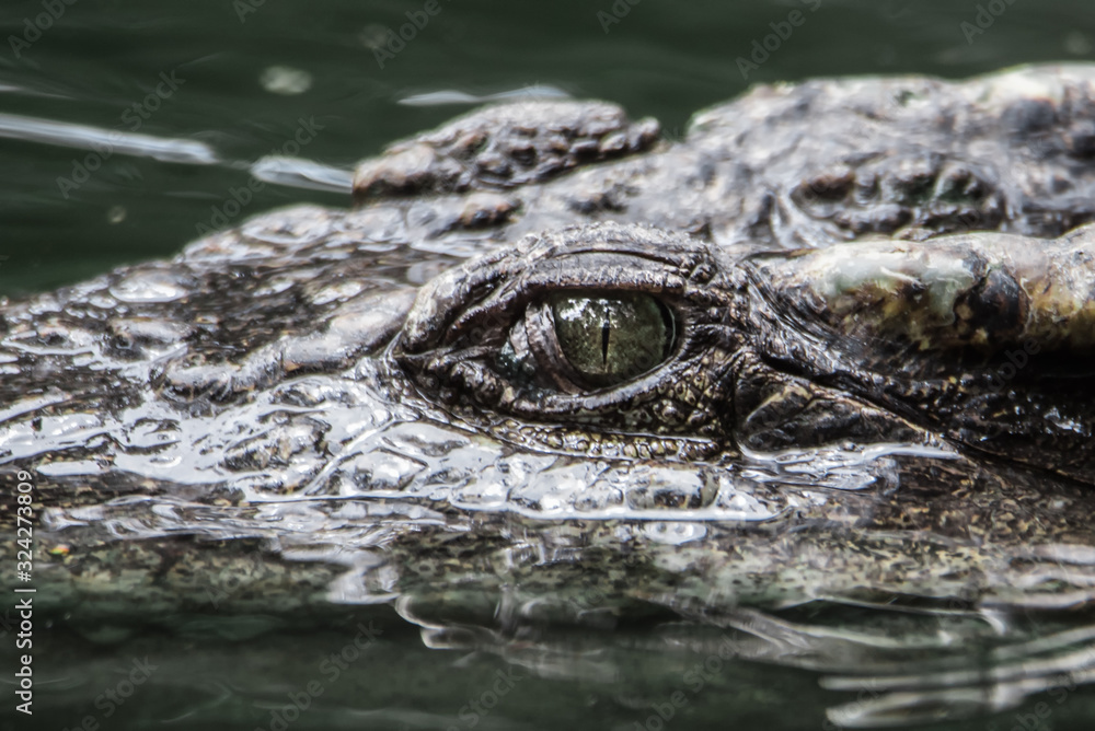 Dangerous Asian crocodile in nature. Dangerous Asian crocodile in nature.
