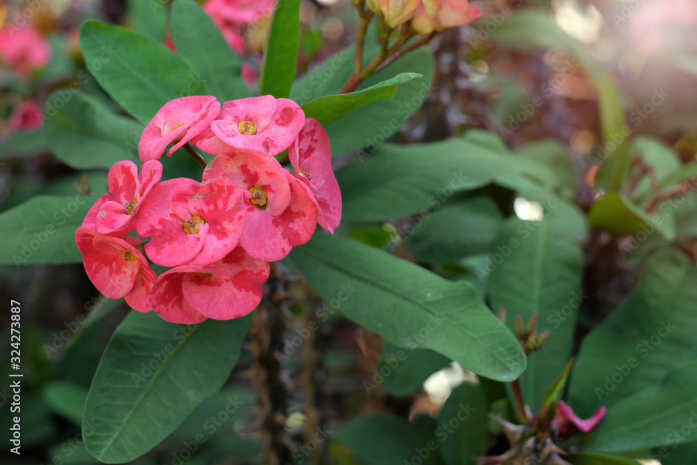 Crown of thorns plant, pink flowers, Euphorbia milii, Christ thorn. 
