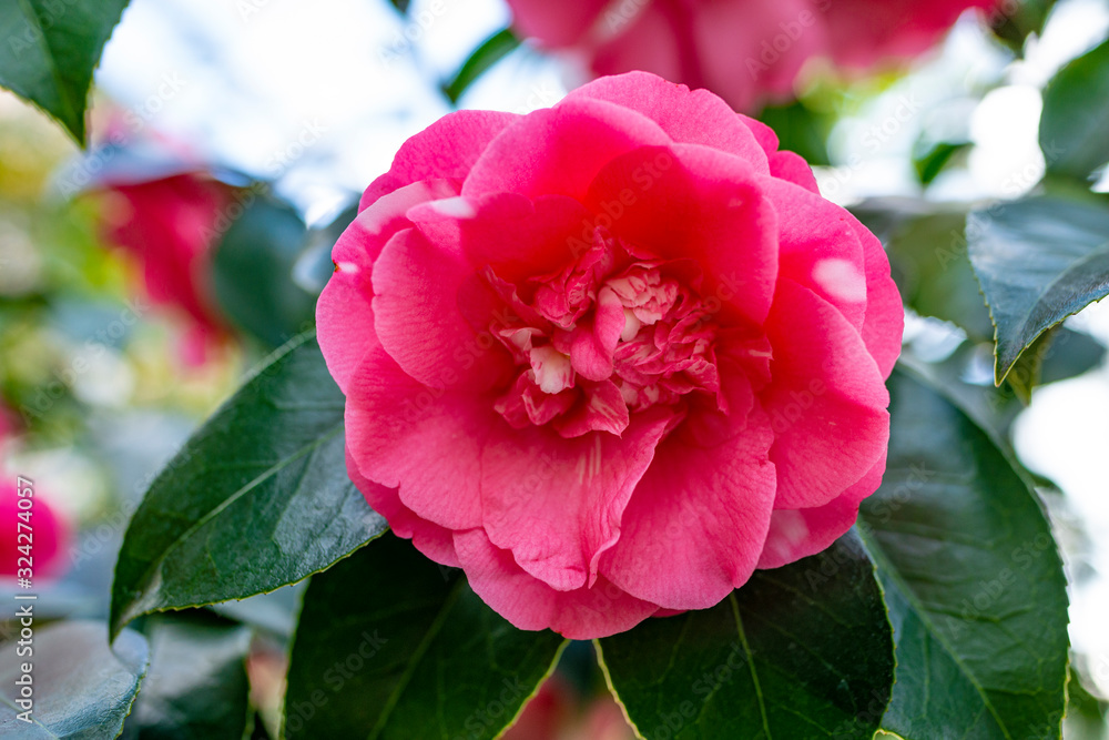 beautiful camellia - in glasshouse close up beautiful camellia - in glasshouse close up