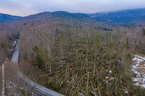 Aerial drone photo showing hundreds of fir trees torn up by their roots, razed to the ground, by a severe wind storm in Ciucas Mountains