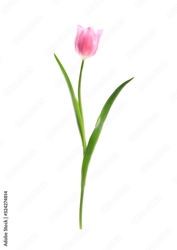 Beautiful spring pink tulip isolated on white Beautiful spring pink tulip isolated on white