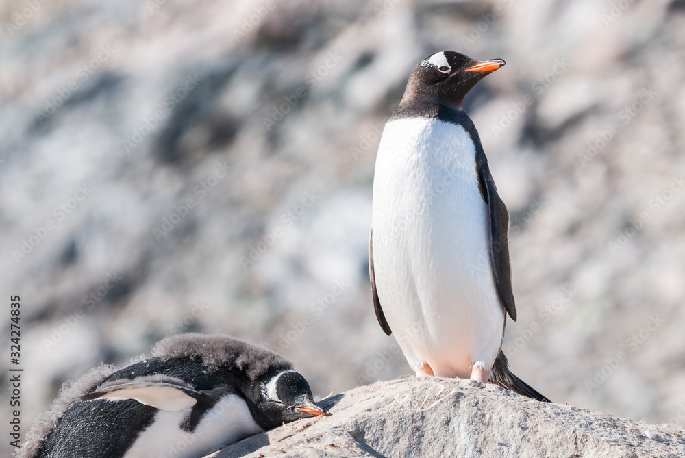 Naklejka premium Gentoo Penguin, Neko harbour,Antartica