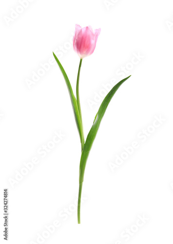 Beautiful spring pink tulip isolated on white © New Africa