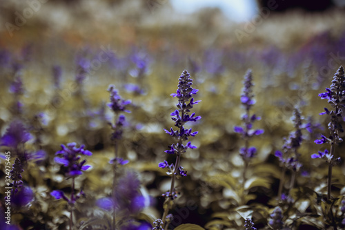 Lavender flower garden