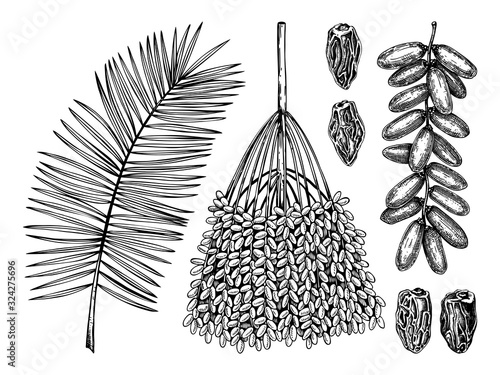 Hand drawn date leaves, fresh and dried fruits, branch, palm sketches set. Vintage dehydrated date fruits in engraved style. Delicious healthy dessert.