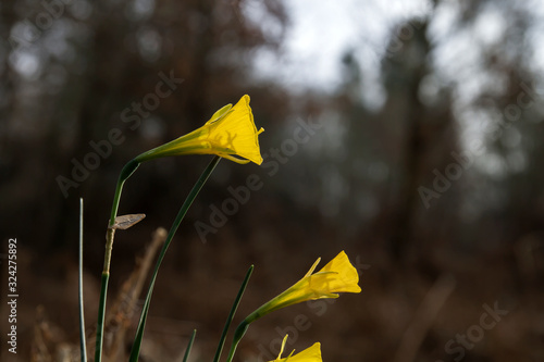 Hoop petticoat daffodil flowers photo