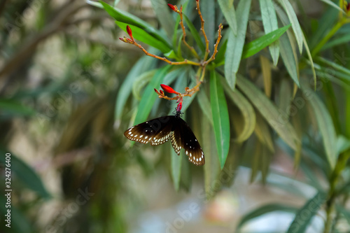 A Black Butterfly on a Plant