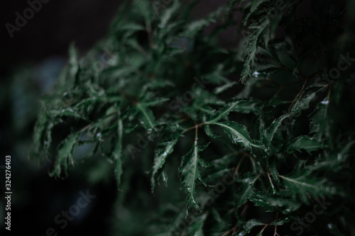 A flower with green leaves