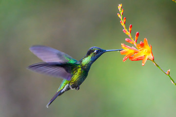 Hummingbird Long-tailed Sylph, Aglaiocercus kingi with orange flower, in flight. Hummingbird from Colombia in the bloom flower, wildlife from tropic jungle.
