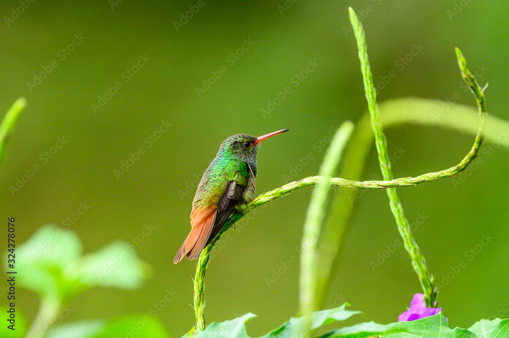 Fototapeta premium Hummingbird Long-tailed Sylph, Aglaiocercus kingi with orange flower, in flight. Hummingbird from Colombia in the bloom flower, wildlife from tropic jungle.