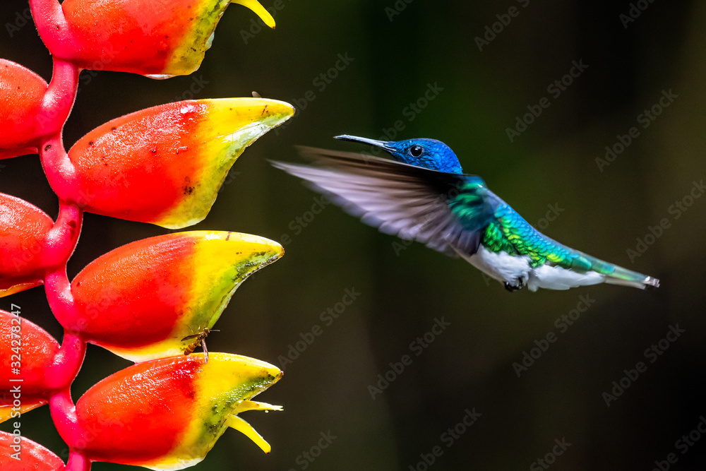 Obraz premium Hummingbird Long-tailed Sylph, Aglaiocercus kingi with orange flower, in flight. Hummingbird from Colombia in the bloom flower, wildlife from tropic jungle.