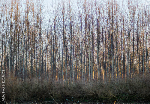 Wallpaper Mural Deciduous tree young forest in winter  Torontodigital.ca