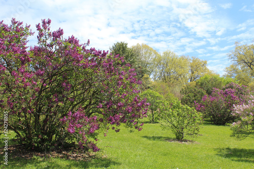 Lilacs blooming on a grassy hill in the spring. Sunny day with cloudy blue sky