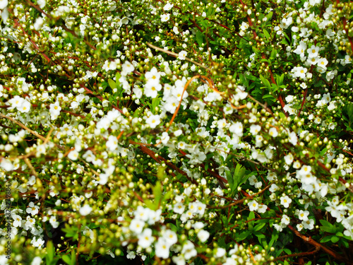 A scattering of small white flowers