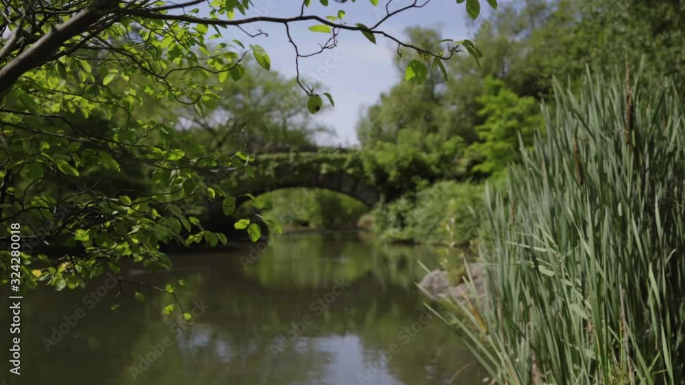 Moving under tree leaves peering through reeds to see vine covered bridge Central Park Pond Moving under tree leaves peering through reeds to see vine covered bridge Central Park Pond