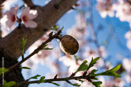 ripe almond on flowering tree