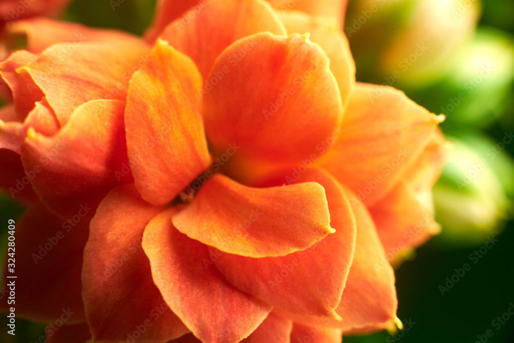Blooming Kalanchoe flowers close-up.