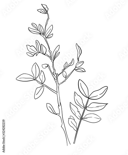 Twig with leaves sketch. Vector illustration. Ink branch.