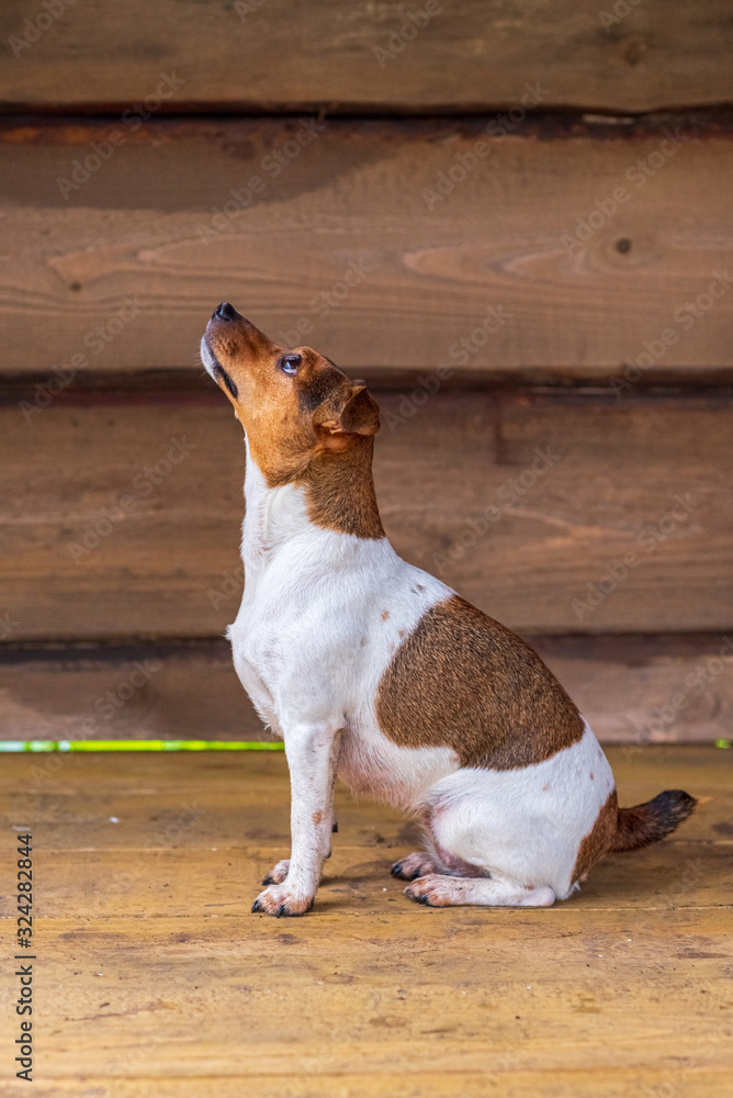 The dog is sitting on a wooden floor against the background of a wall of boards.