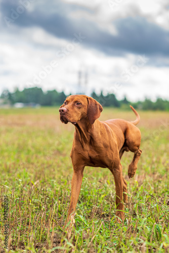 Crouching hunting dog. Closeup portrait of a Hungarian vyzhly.