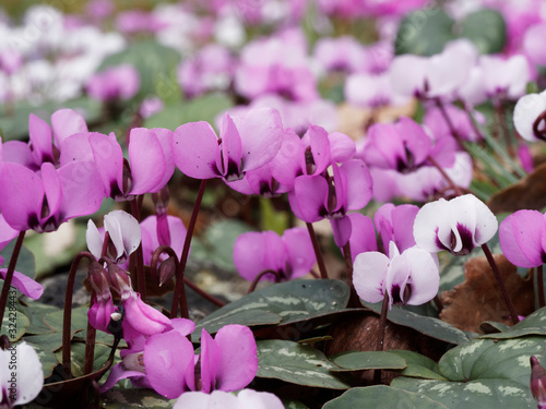 (Cyclamen coum) Cyclamen de l'île de Cos ou cyclamen d'hiver aux fleurs rose et blanche et pourpré à leur base photo