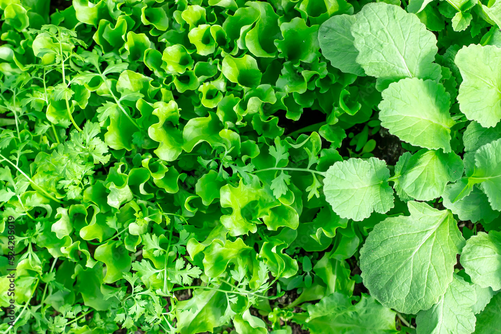Lettuce seedlings and young radishes in the open ground. Top view. Lettuce seedlings and young radishes in the open ground. Top view.