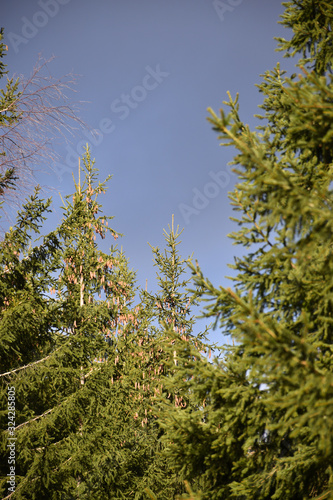 Growing spruce tree with cones