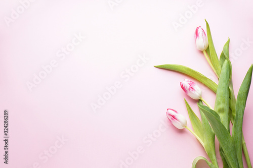 Fototapeta Naklejka Na Ścianę i Meble -  Women's Day, beautiful tulips on a pink background with space for text, flat lay. 8 March, International Women's Day.