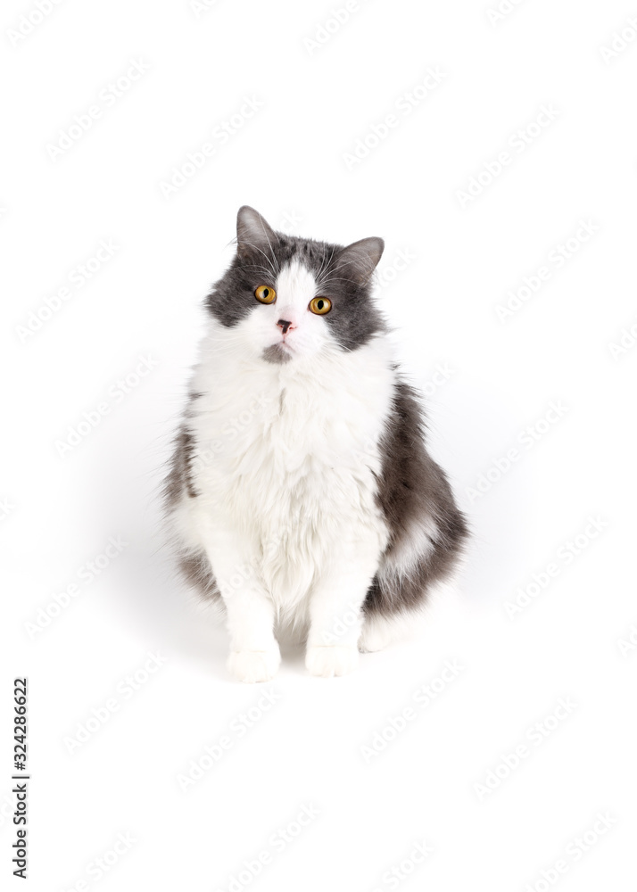 Fluffy cat with yellow eyes sits on a white background. Studio photo of a pet.