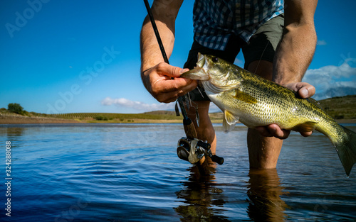 Fototapeta Naklejka Na Ścianę i Meble -  Pregnant Bass fishing on beautiful lake in South Africa closeup shot with lure