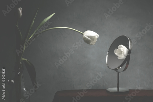 Fotografia white tulip looking at itself in the mirror, vanity concept