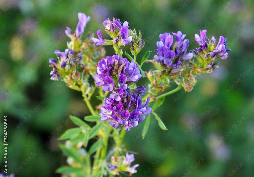 The field is blooming alfalfa