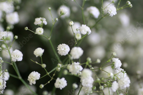 Détail de gypsophile